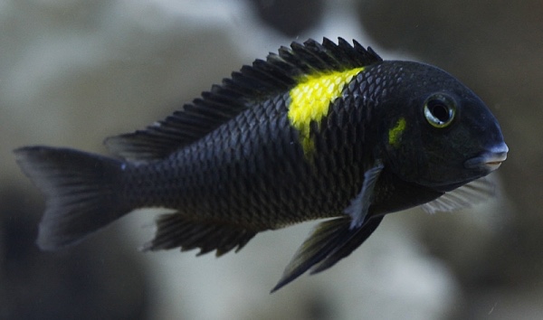 Tropheus sp. 'black' Lueba